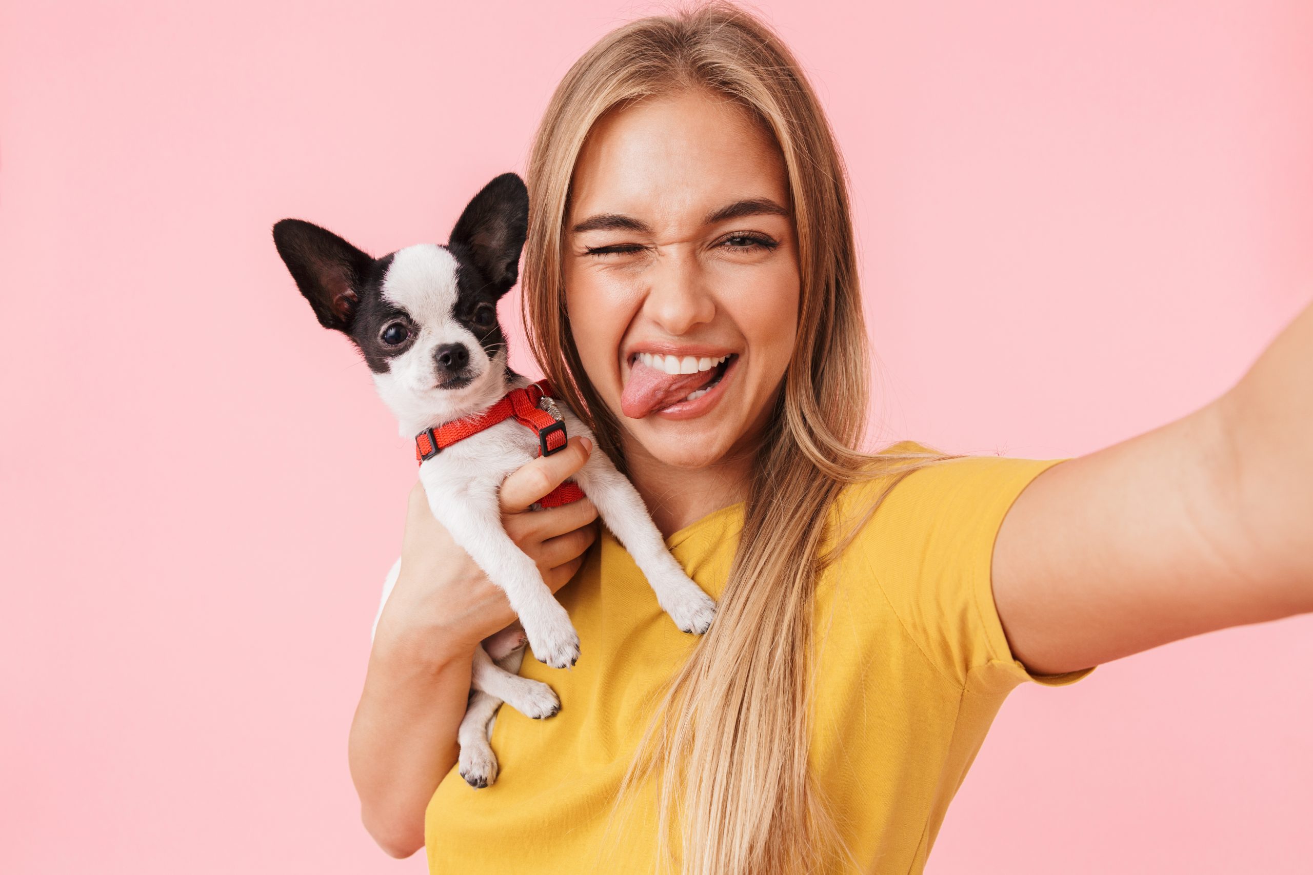 Cute lovely girl playing with her pet chihuahua