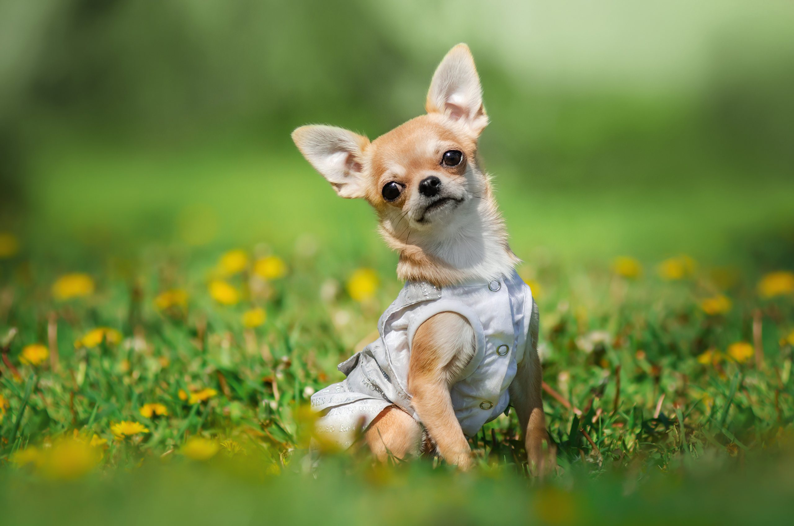 AdobeStock_439003370