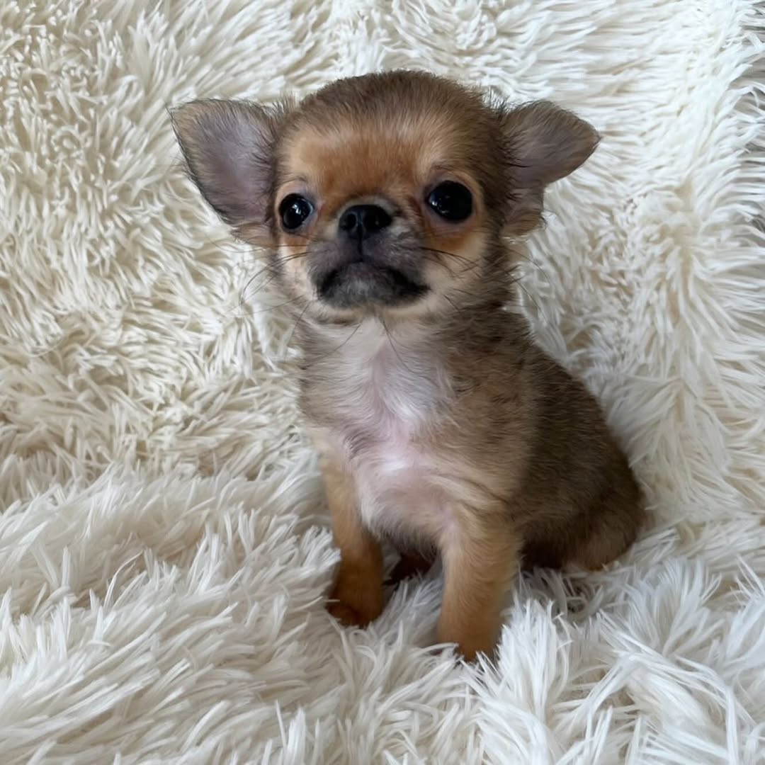 Gizmo Gizmo