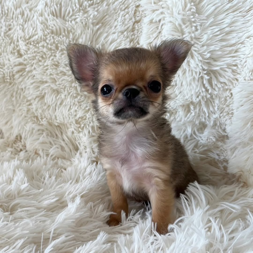 Gizmo2 Gizmo2