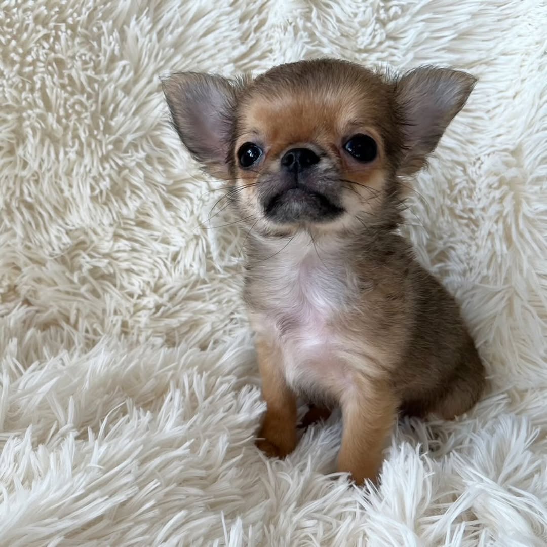 Gizmo3 Gizmo3