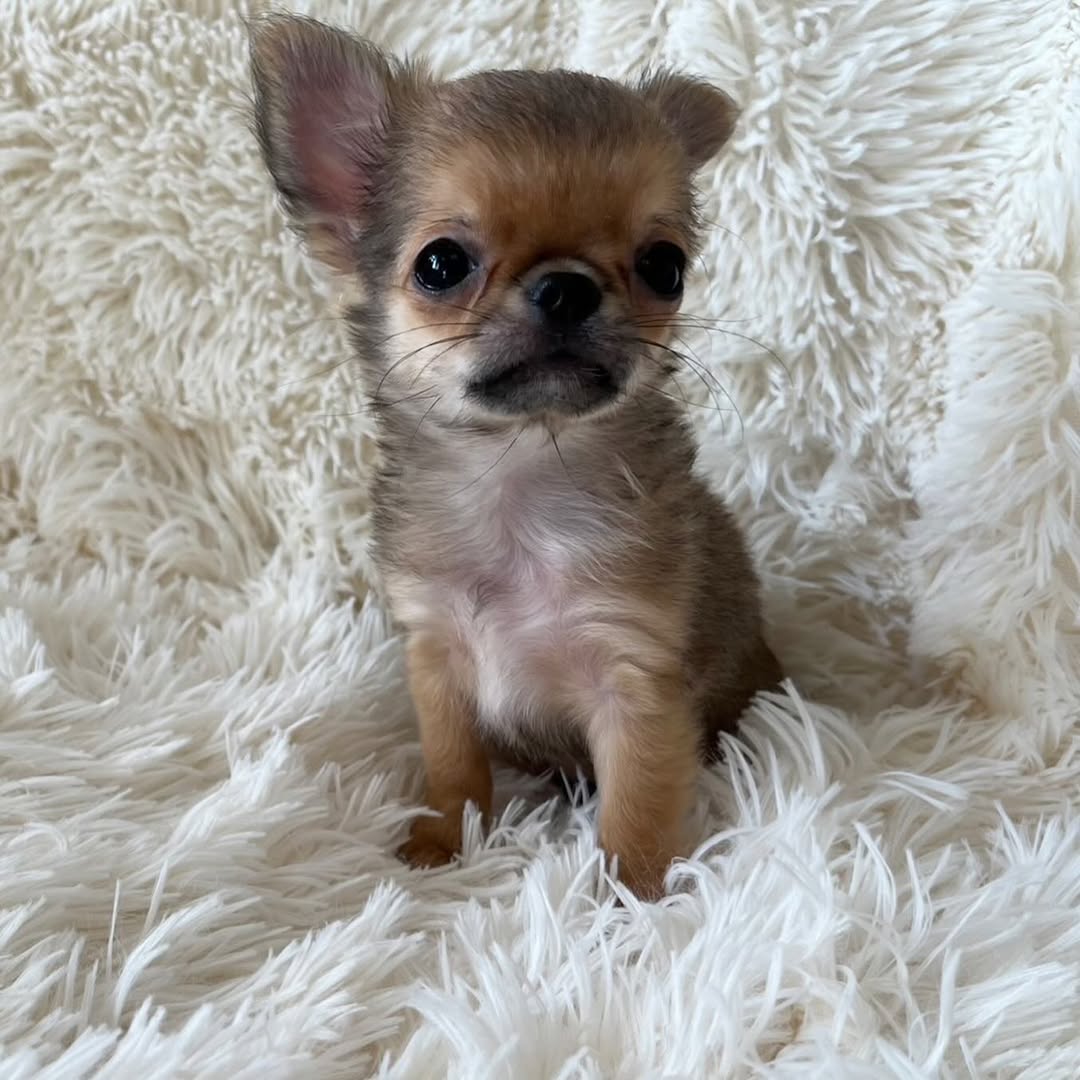 Gizmo4 Gizmo4