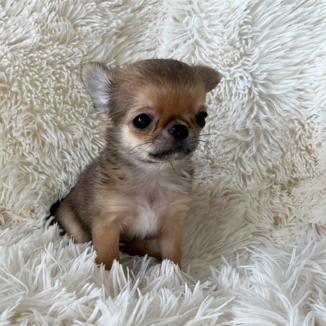 Gizmo5 Gizmo5
