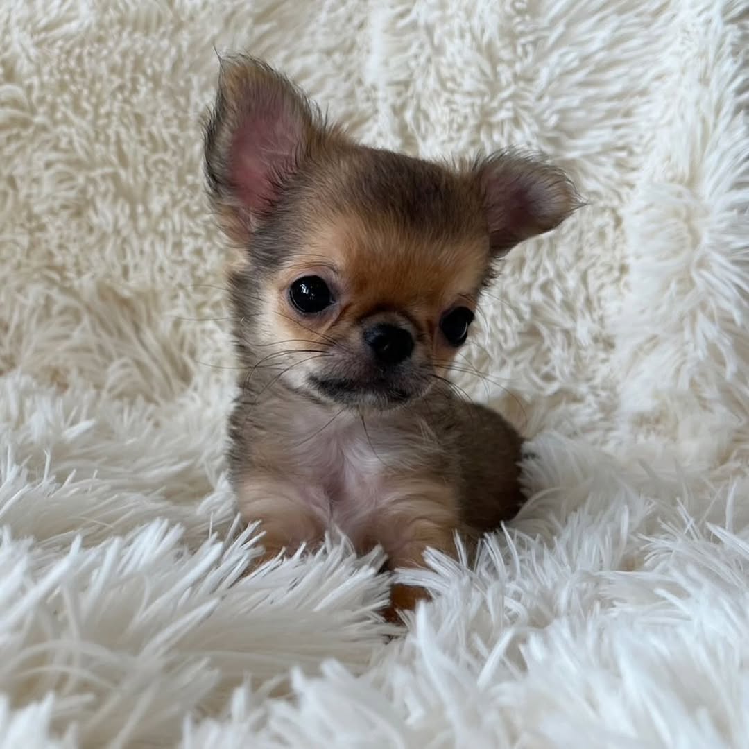 Gizmo8 Gizmo8